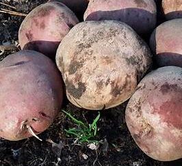 Potatis