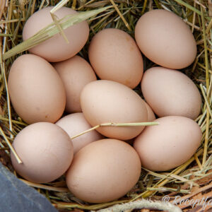 Ägg - Utomhus